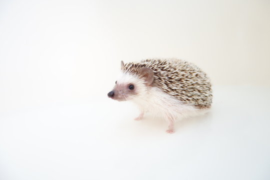 Hedgehog