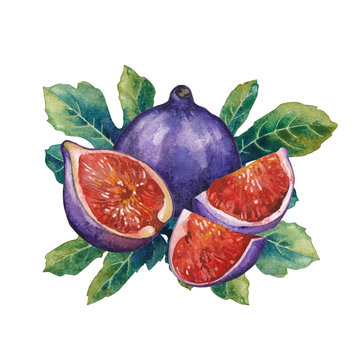 watercolor figs with green leaves clip art preview