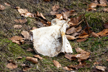Faded bone lies in the fall foliage