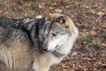The head of a wolf from the side