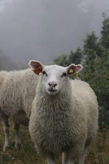 Sheep in Norway animal nature cute