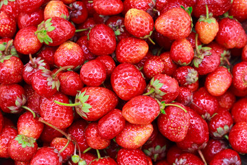 background from freshly harvested strawberries. Top view. Food background