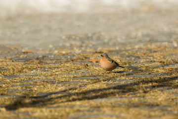 A little bird is waiting in the sunlight