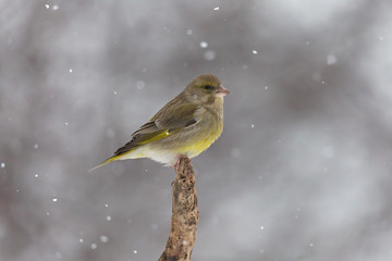 Verdone comune sotto la nevicata (Chloris chloris)