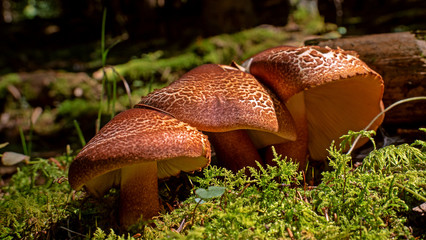 A closeup of a group of brown mushrooms grows on the side of a rotting tree trunk on a lush green forest floor. Moss grows on the trunk and mushrooms.