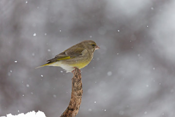 Verdone comune sotto la nevicata (Chloris chloris)