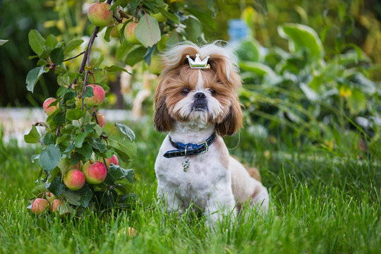 Cute puppy shit zu apple on the background of apples in a garden. Dog on green grass in summer park.