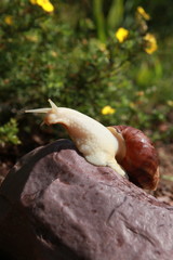 Large African snail for cosmetology