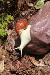 Large African snail for cosmetology