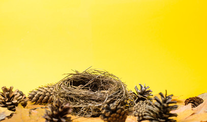 Autumn in air. Fall season attributes. Natural elements from forest. Autumnal walk trophies. Orange leaves and empty nest. Nest empty on autumnal background with fallen maple leaves and fir cones