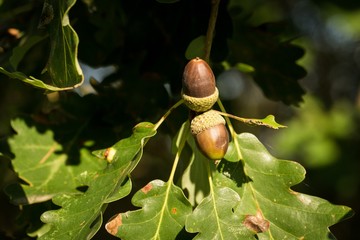 Leaf and acorn of Pedunculate English Oak - Quercus robur