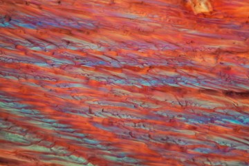 Red wine under a microscope, Pinot Noir Precoce.