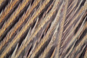Red wine under a microscope, Pinot Noir Precoce.