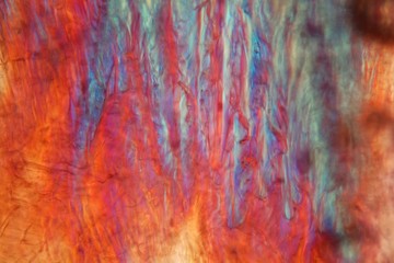 Red wine under a microscope, Pinot Noir Precoce.