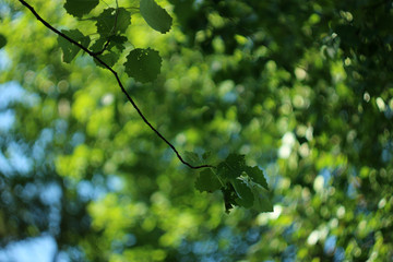 tree branch on green background on a sunny summer day, warm light and bokeh