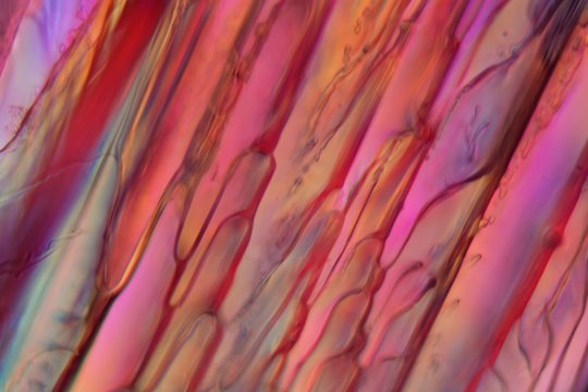 Red wine under a microscope, Shiraz.