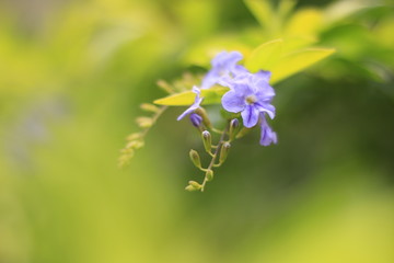 Purple flowers against a beautiful green foliage backdrop.