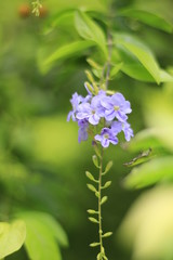 Purple flowers against a beautiful green foliage backdrop.