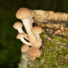 Group of mushrooms honey agaric on the edge of the old rotten stump close-up