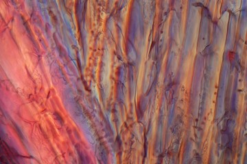 Red wine under a microscope, Pinot noir.
