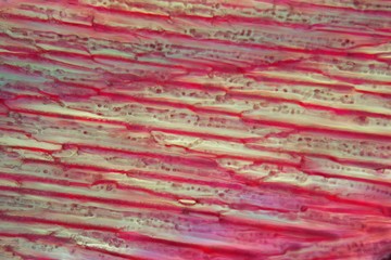 Red wine under a microscope, Tempranillo.