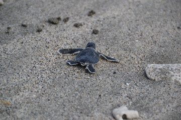 nioumachoua Comoros turtles
