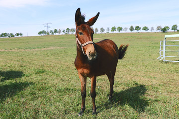 brown horse foal at pasture