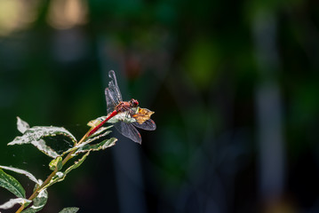 Libellule rouge dans le jardin posée sur une feuille