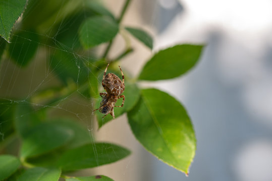 Araignée enveloppant sa proie de sa toile une abeille pris au piège