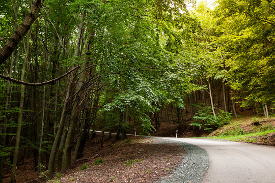 Asphalt road in a green forest in mountain between trees