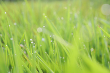 Nature green meadow and waterdrop background