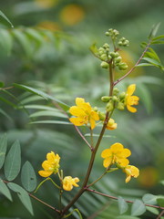 Senna siamea Leguminosae,