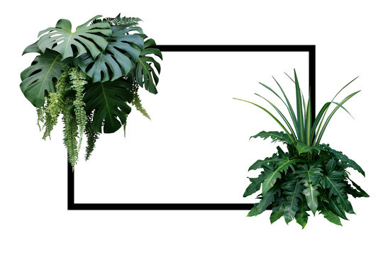 Fototapeta Tropikalne liście natura granicy, liści roślin krzew (Monstera, paproć, filodendron i draceny) kompozycja kwiatowa na białym tle z czarną ramką.