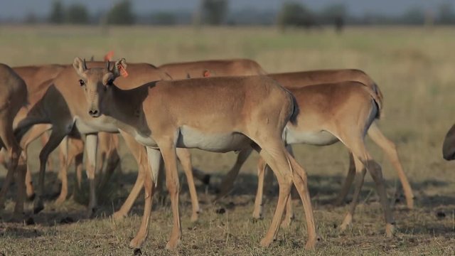 Wild saigas growed in conservation walk together in a steppe (50fps, 1080p)
