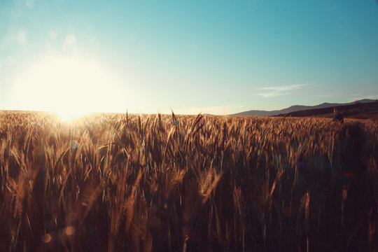 In the middle of a secluded wheat field