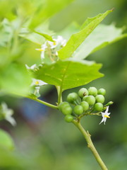 Turkey berry Solanum torvum green vegetable tree in garden on blurred of nature background