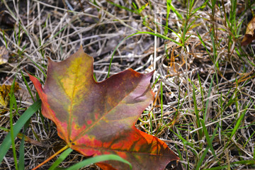 A maple leaf on the grass. Autumn leaf.