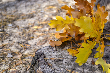 The yellow leaves of an oak tree. Fallen leaves on the ground.  