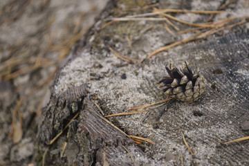 A small cone on a stupm, close up.