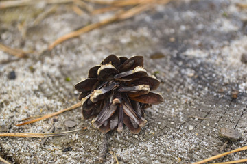 A small cone on a stupm, close up.