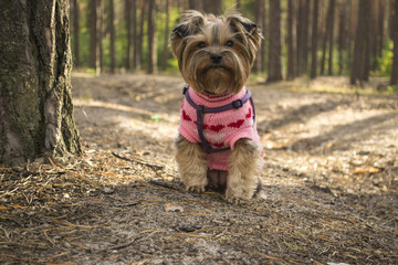 The cute yorkshire terrier walking in the forest.