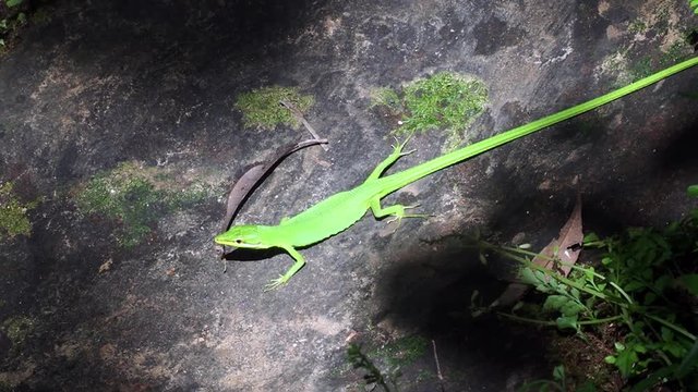西表島の岩場を歩くサキシマカナヘビ