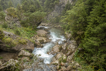 Fototapeta na wymiar Fast river near forest in Bucegi mountains, Romania