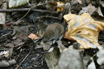 mouse in forest