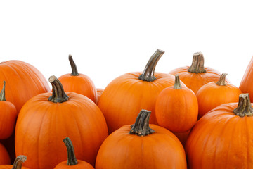 Heap of orange pumpkins