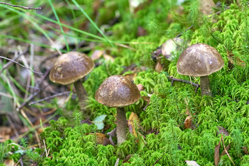 group of mushrooms grew among the grass in the forest in autumn