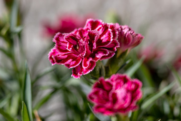 pink flower in the garden