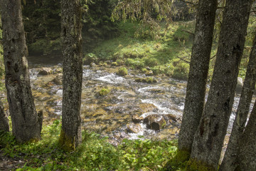 Obraz premium Fast river near forest in Bucegi mountains, Romania