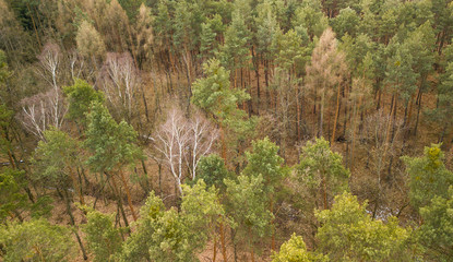 amazing white trees in a winter forest