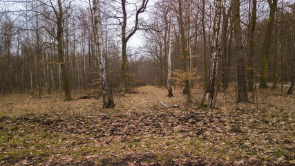 the Niepolomice Forest near Krakow